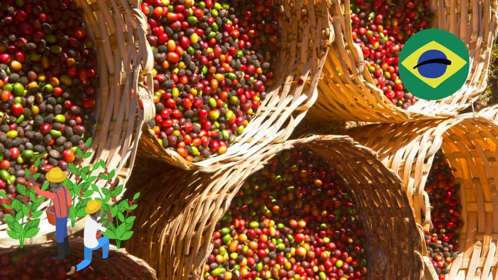 خرید قهوه عربیکا برزیل ریو میناس