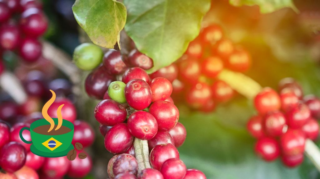 قیمت قهوه عربیکا برزیل الگانس