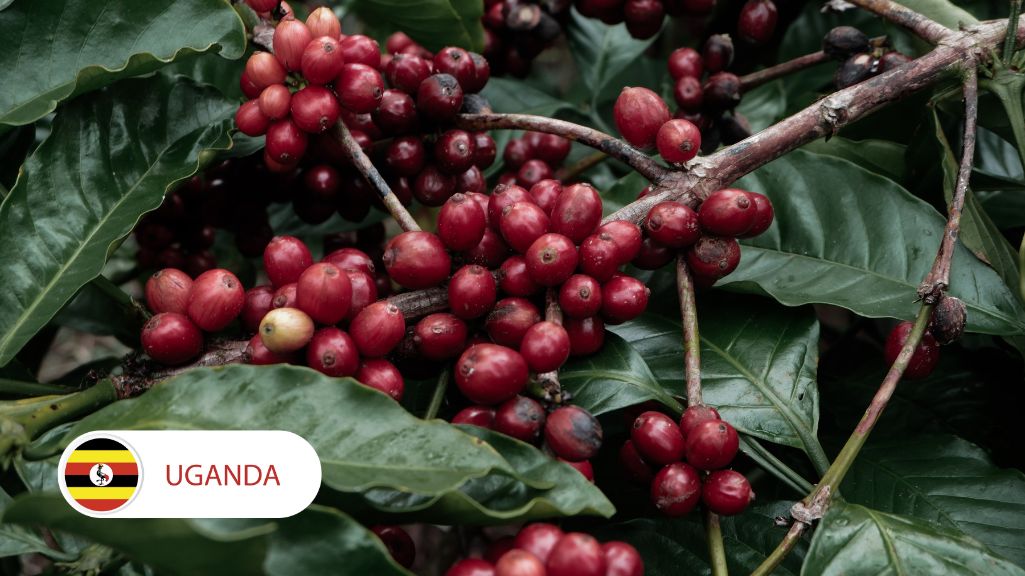 خرید قهوه عربیکا اوگاندا