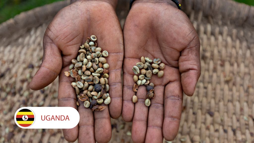 قیمت قهوه عربیکا اوگاندا
