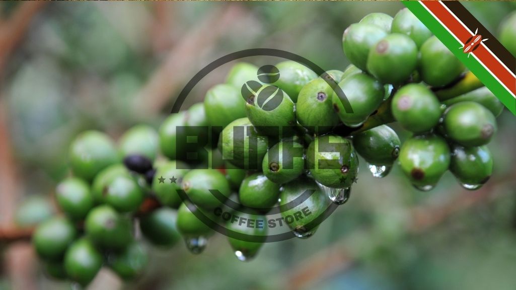 پنج گونه مجزا از قهوه کنیا وجود دارد