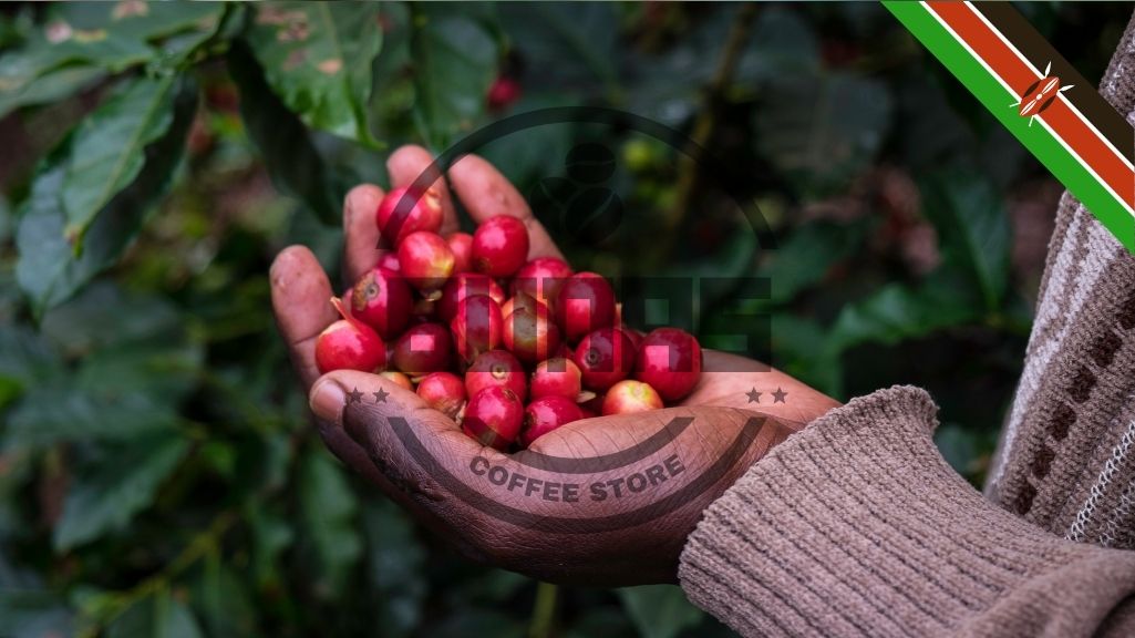 دانه های قهوه کنیا وضعیت SHG/SHB دارند