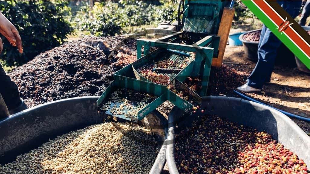 دانه های قهوه سبز کنیا تحت پردازش مرطوب قرار می گیرند