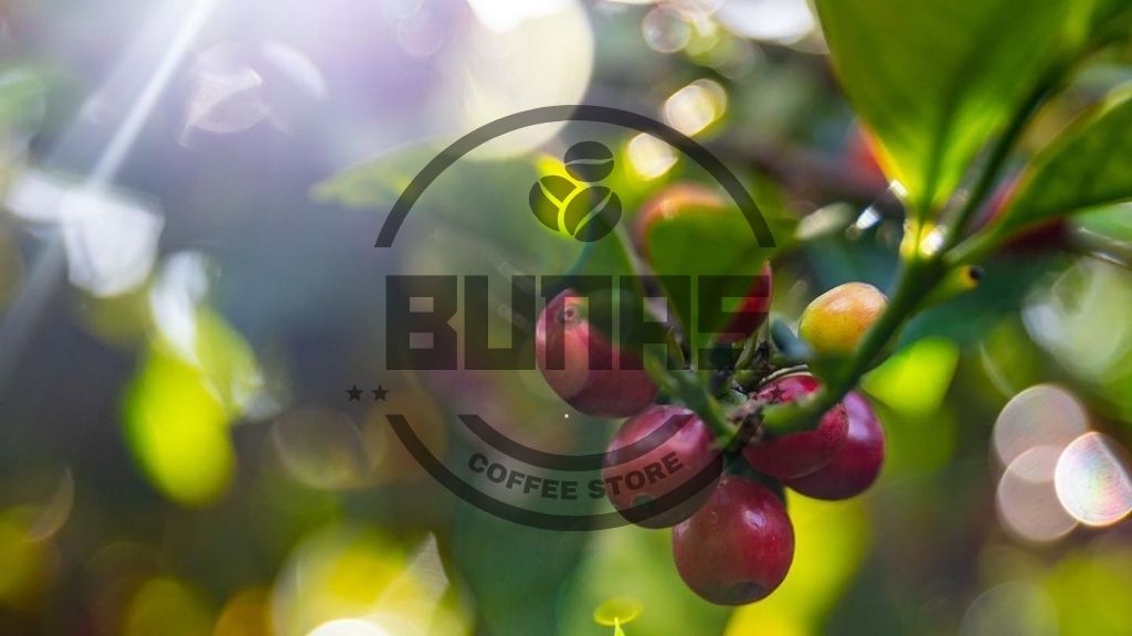 معرفی 10 کشور برتر تولید کننده قهوه روبوستا