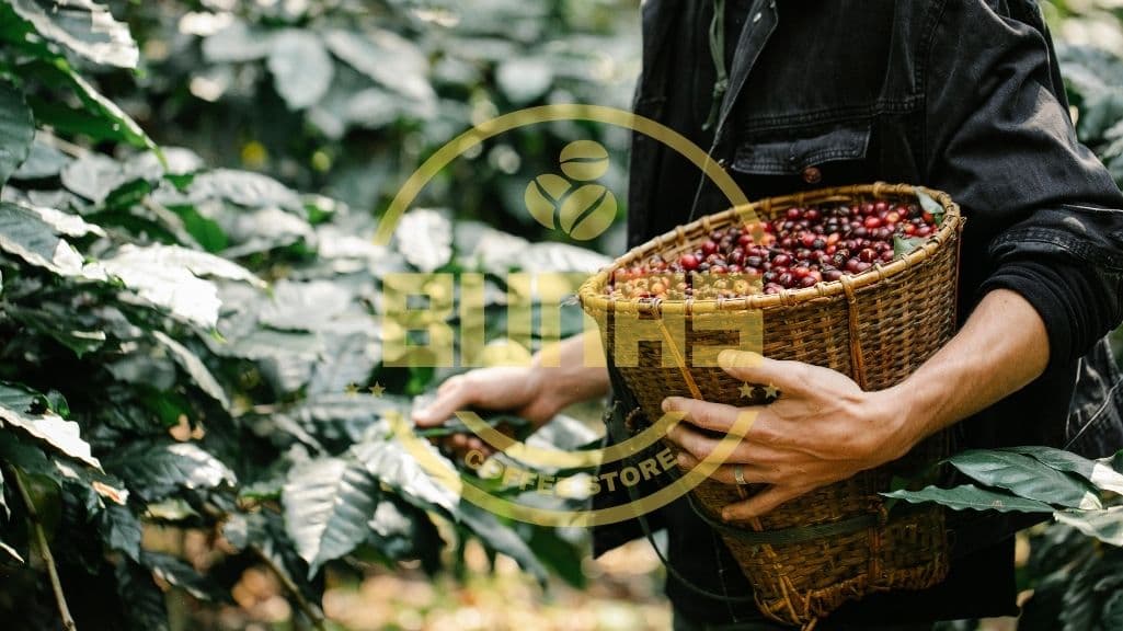 خرید قهوه عربیکا برزیل سانتوس