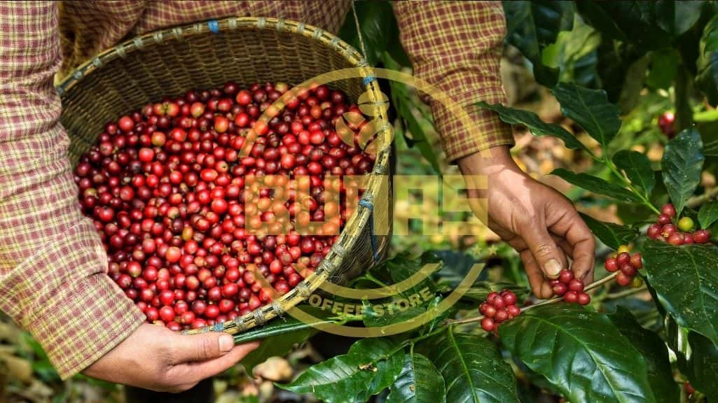 خرید قهوه عربیکا برزیل سرادو